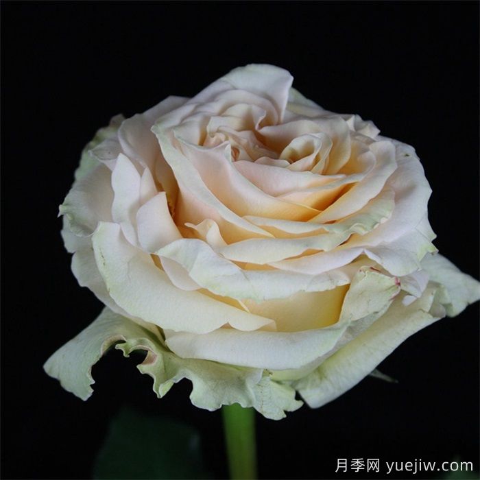 戈比月季(图1) 戈比月季(图1)