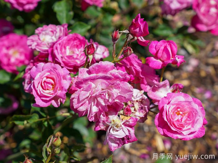 苏菲的永恒月季/索菲的长青(图2)