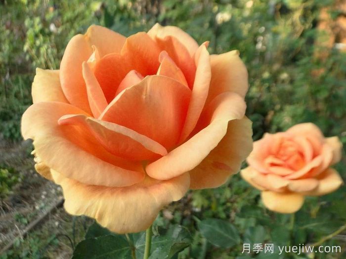 杏色激情月季/杏子激情(图1)