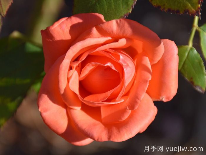 和声月季/和谐/管弦乐队(图2)