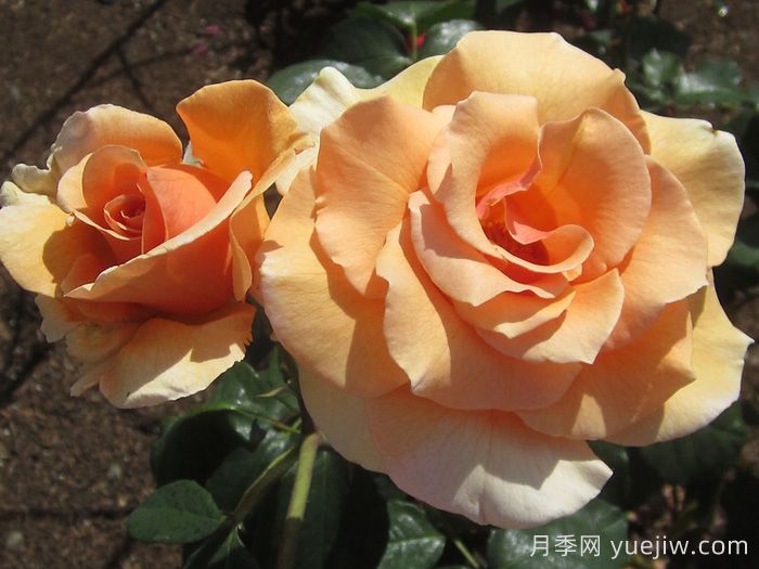 白兰地月季(图1) 白兰地月季(图1)