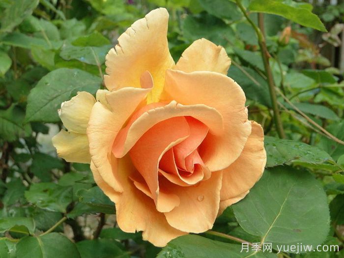 白兰地月季(图2) 白兰地月季(图2)