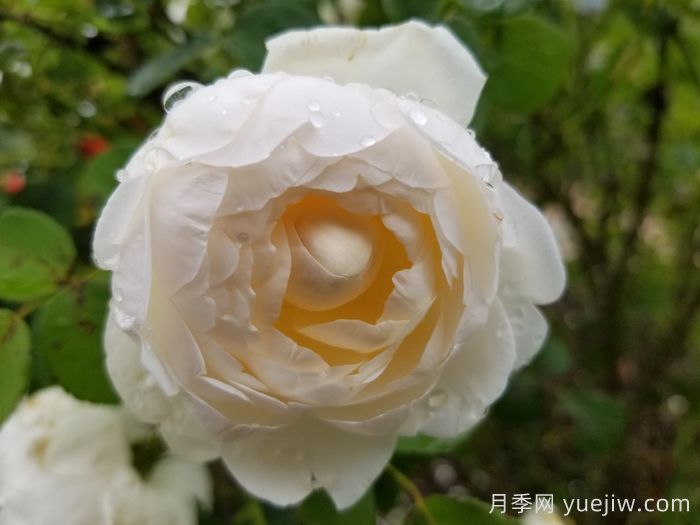 格拉姆斯城堡月季(图1) 格拉姆斯城堡月季(图1)