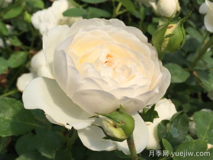 格拉姆斯城堡月季(图3) 格拉姆斯城堡月季(图3)