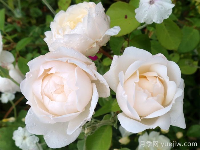 格拉姆斯城堡月季(图2) 格拉姆斯城堡月季(图2)
