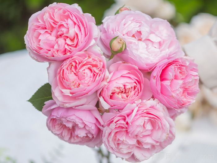 彤管月季(图1) 彤管月季(图1)