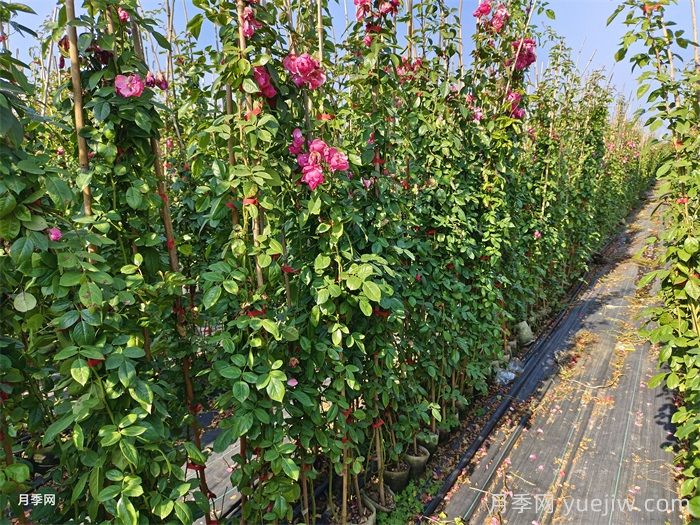 每个时期藤本月季的修剪方式(图1) 每个时期藤本月季的修剪方式(图1)