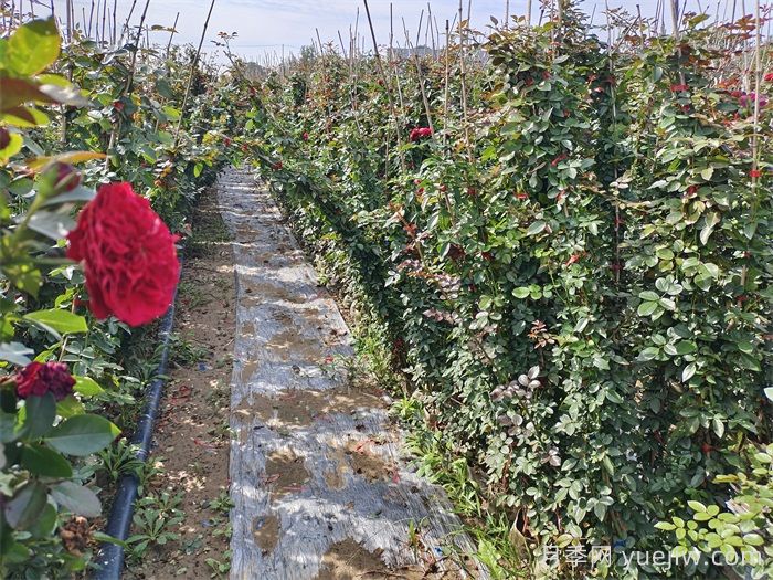 爬藤月季秋季能移裁吗？(图1)