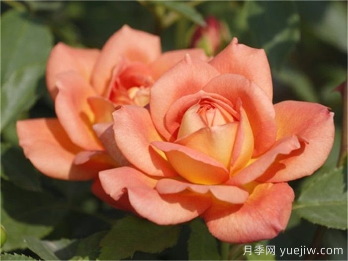 夏洛特夫人月季/夏洛特女郎(图1)