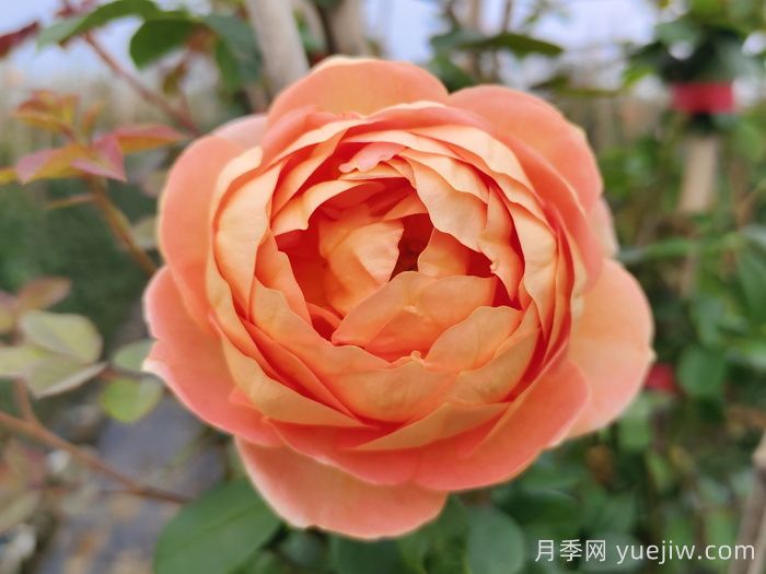 夏洛特夫人月季/夏洛特女郎(图2)