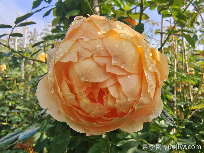 夏洛特夫人月季/夏洛特女郎(图3)