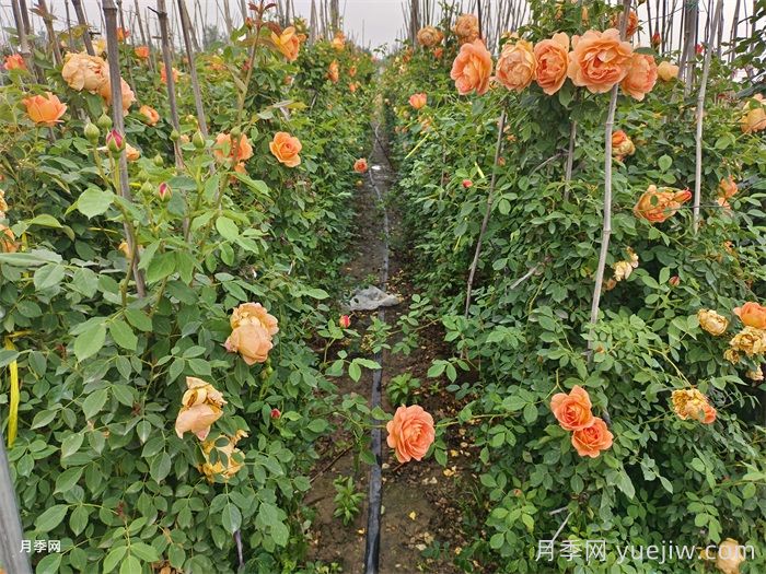 夏洛特夫人月季/夏洛特女郎(图4)