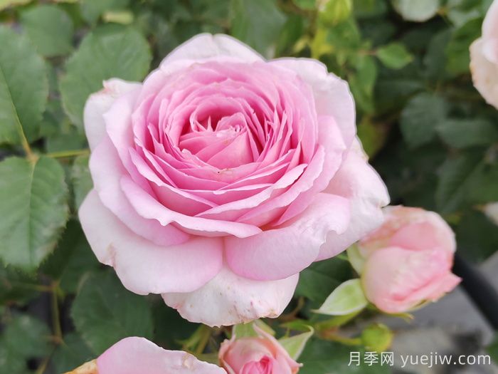 粉黛月季(图1)