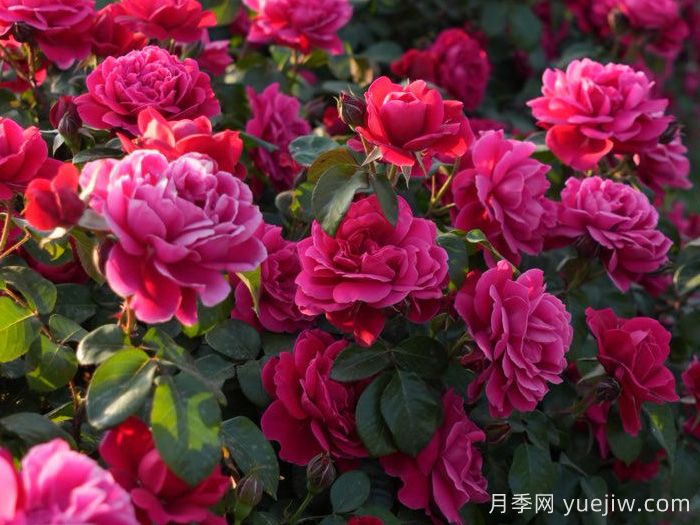 十四周年红月季(图2)