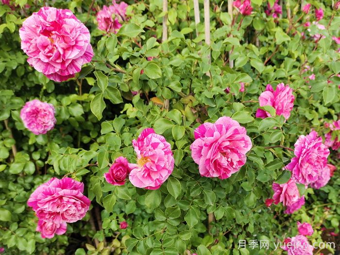 月季白粉病爆发季节，如何有效防治？(图1)