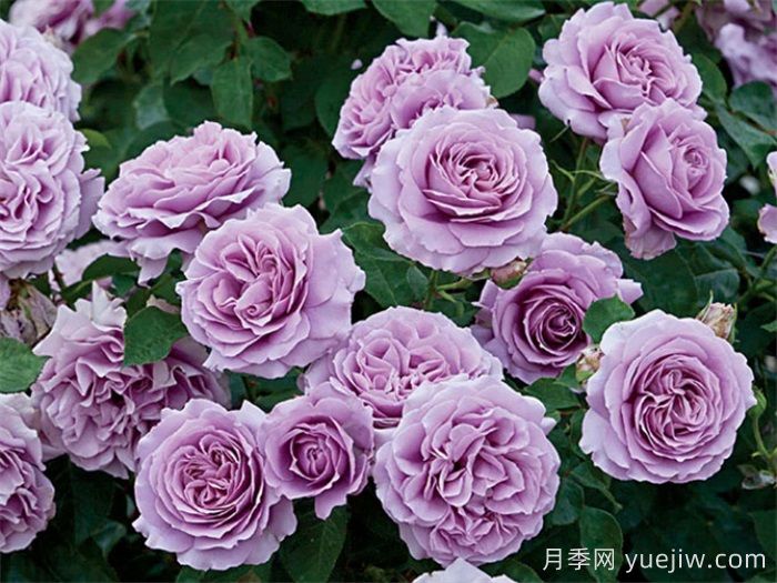 高级感拉满的6款蓝紫色月季(图3)
