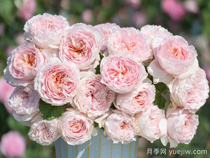 娇云月季(图2) 娇云月季(图2)