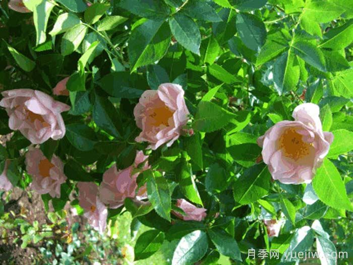 汉斯维斯特月季(图1)