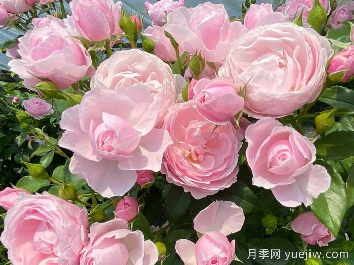 汉斯戈纳文月季(图2)