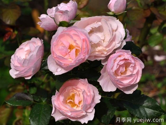 汉斯戈纳文月季(图3)