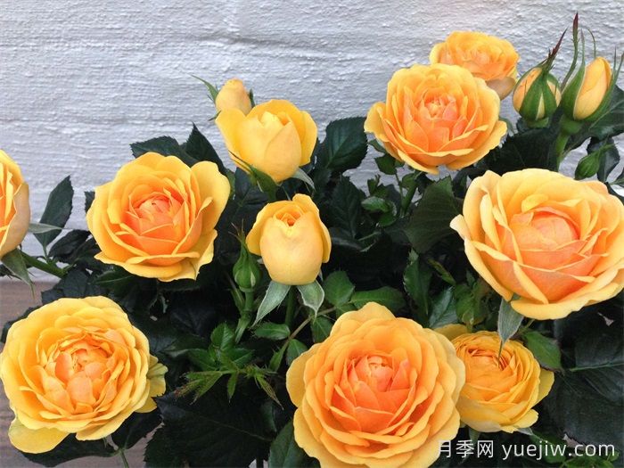 无限金色月季/金无限(图1)