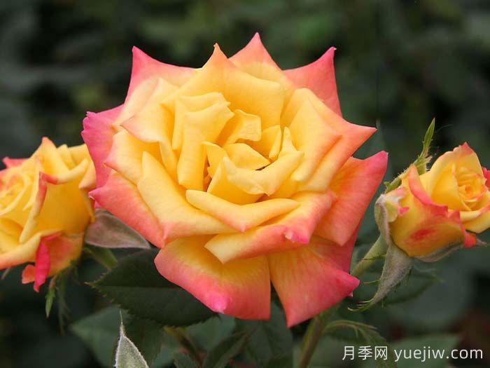 蜜蜂膝盖月季/非常出色月季(图1)