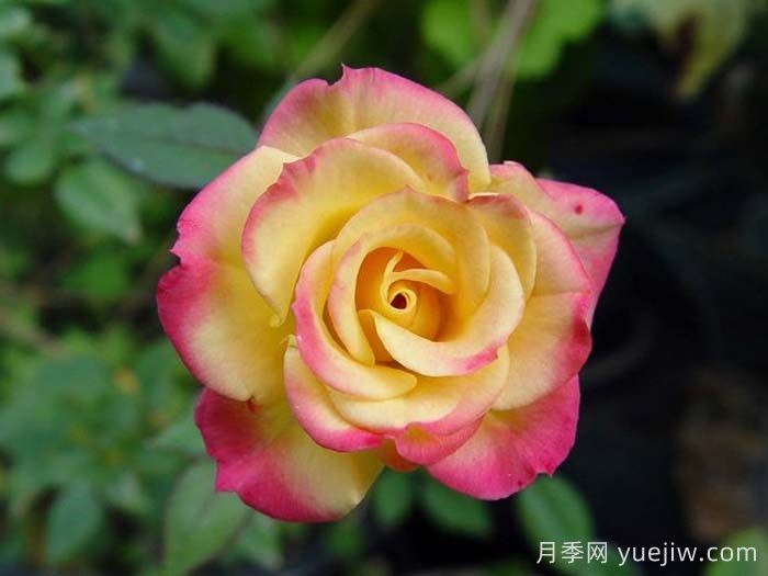 蜜蜂膝盖月季/非常出色月季(图2)