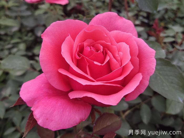 花朵直径在15-20厘米的大花月季品种有哪些？(图1)