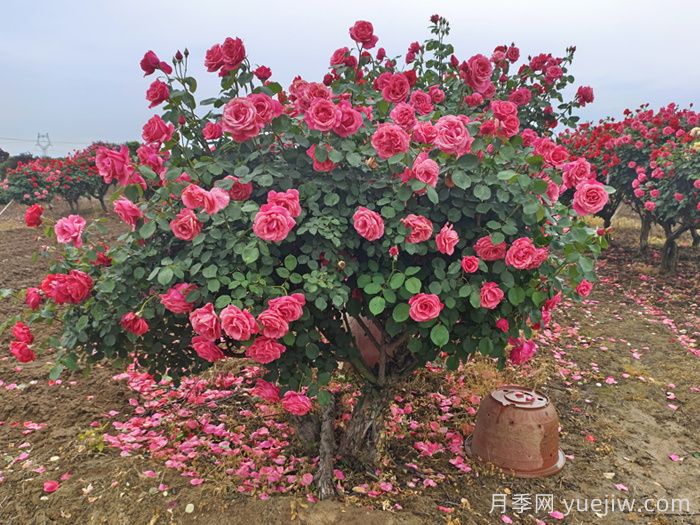 探秘花中皇后：月季不为人知的绮丽世界(图3)