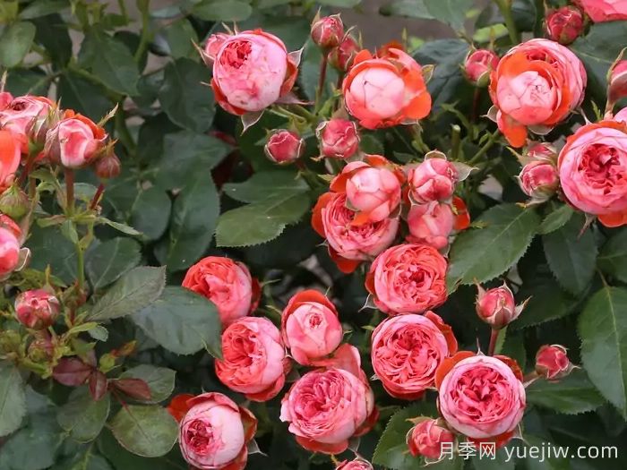 庞贝月季/蓬培基/庞贝吉(图3)