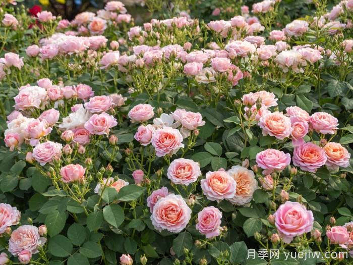 知秋月季(图2) 知秋月季(图2)