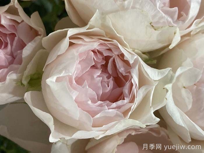 幻羽月季/羽流(图1)