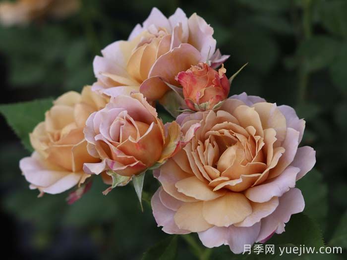 锁清秋月季(图5)