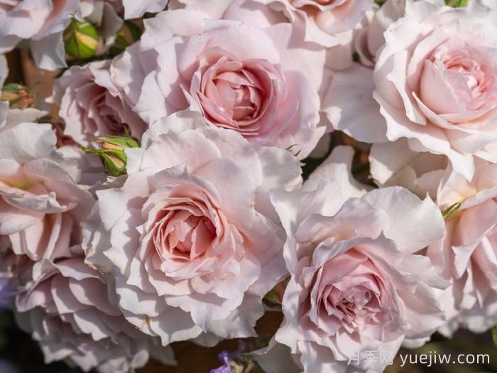 五十弦月季(图4) 五十弦月季(图4)