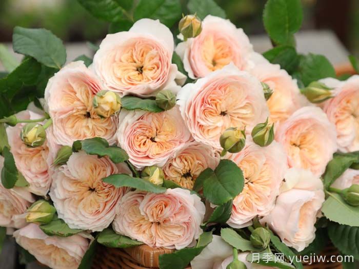 涵仙月季(图3) 涵仙月季(图3)