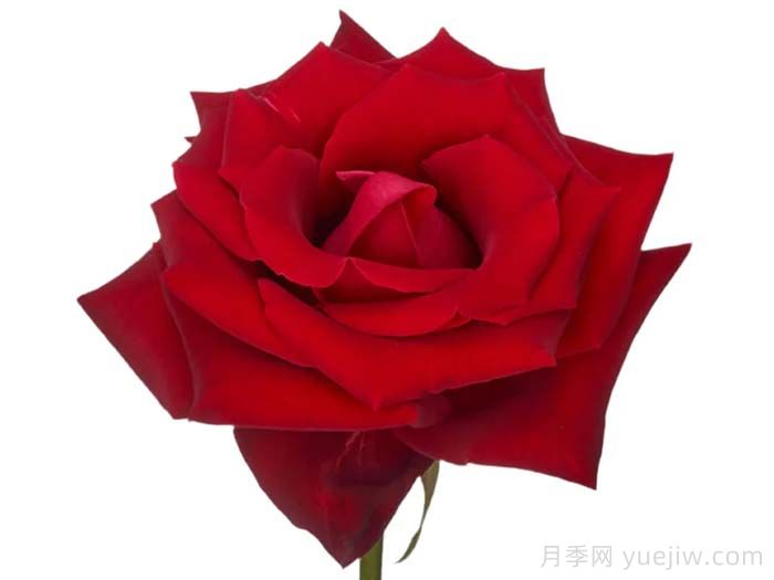 女士杀手月季/情场高手(图1)