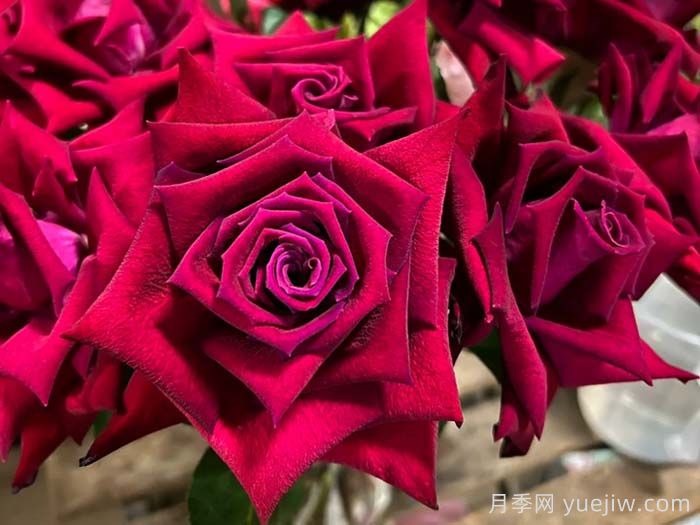 女士杀手月季/情场高手(图2)