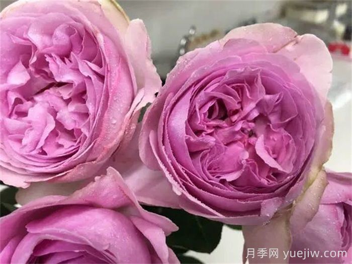 伊芙玫瑰香水月季(图1)