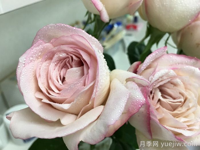 伊芙沙漠玫瑰月季(图1)