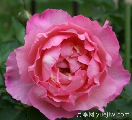 伊芙三号月季/伊芙夏娃(图1)