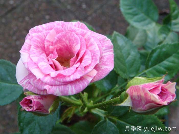 闪光丽迪雅月季(图1) 闪光丽迪雅月季(图1)