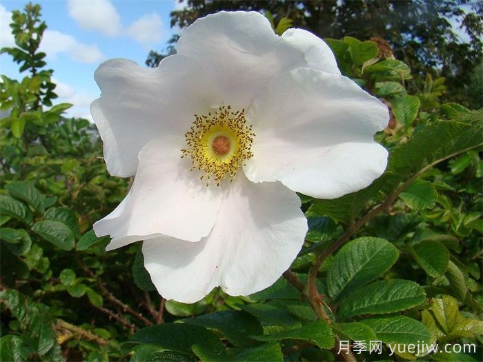 粉色惊喜月季(图1)