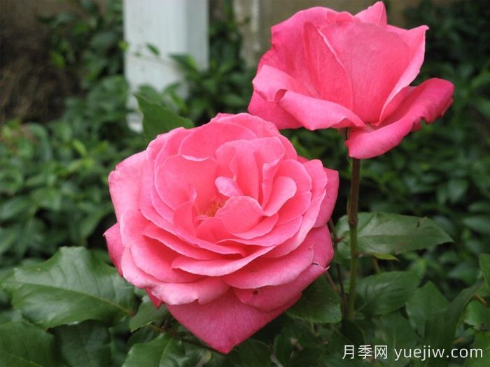 祖母祝福月季/祖母的祝福(图1)