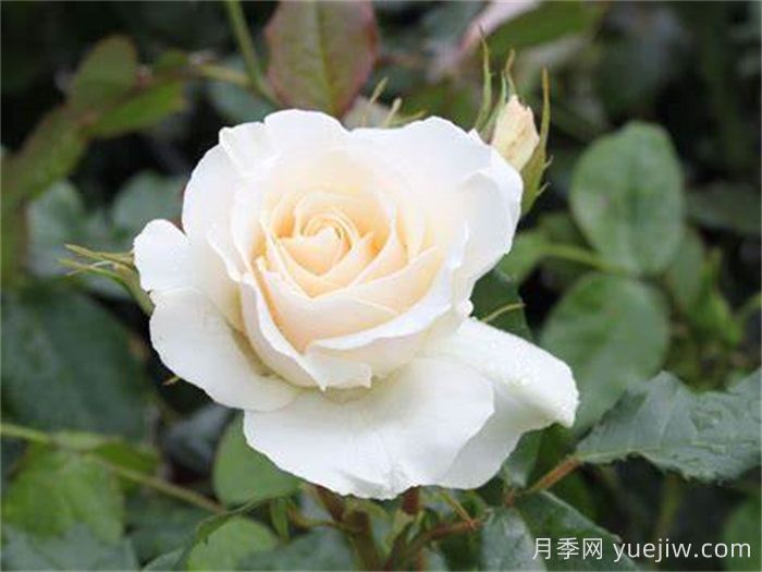 雪绒花月季/雪线月季(图1)