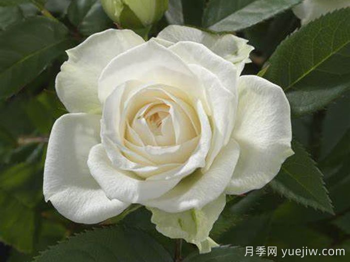 白色宝石月季(图1) 白色宝石月季(图1)