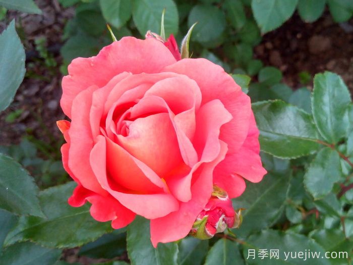 阿比斯科月季/阿比斯库(图1) 阿比斯科月季/阿比斯库(图1)