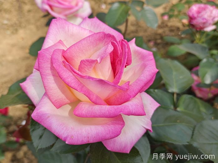 月季网推荐新手必入的9个大花月季(图5)