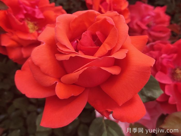 月季网推荐新手必入的9个大花月季(图2)