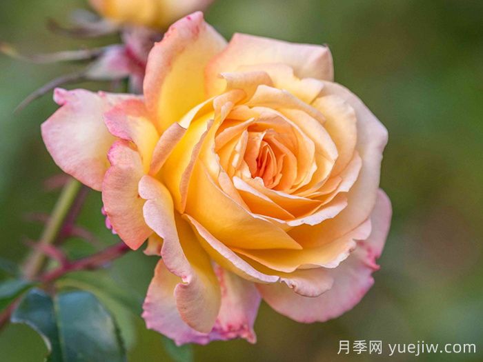 月季网推荐新手必入的9个大花月季(图4)