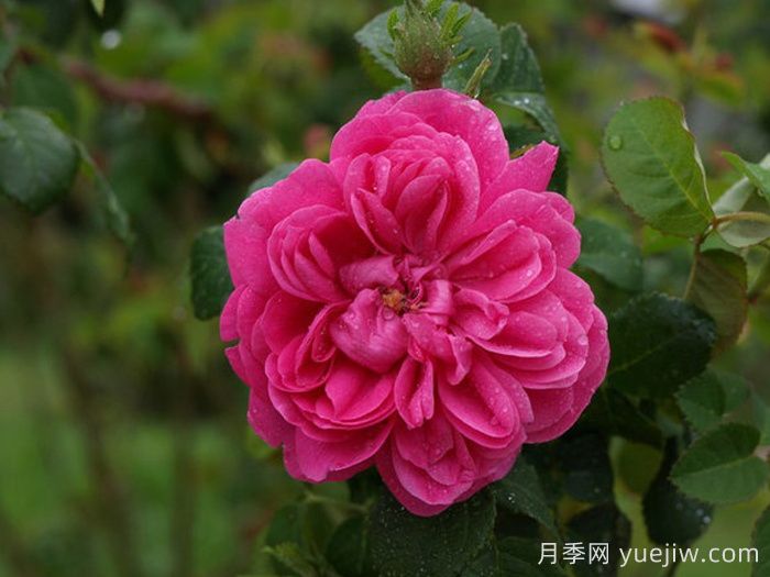 乔森哈特月季/格伦多拉/波特兰邱园(图2) 乔森哈特月季/格伦多拉/波特兰邱园(图2)